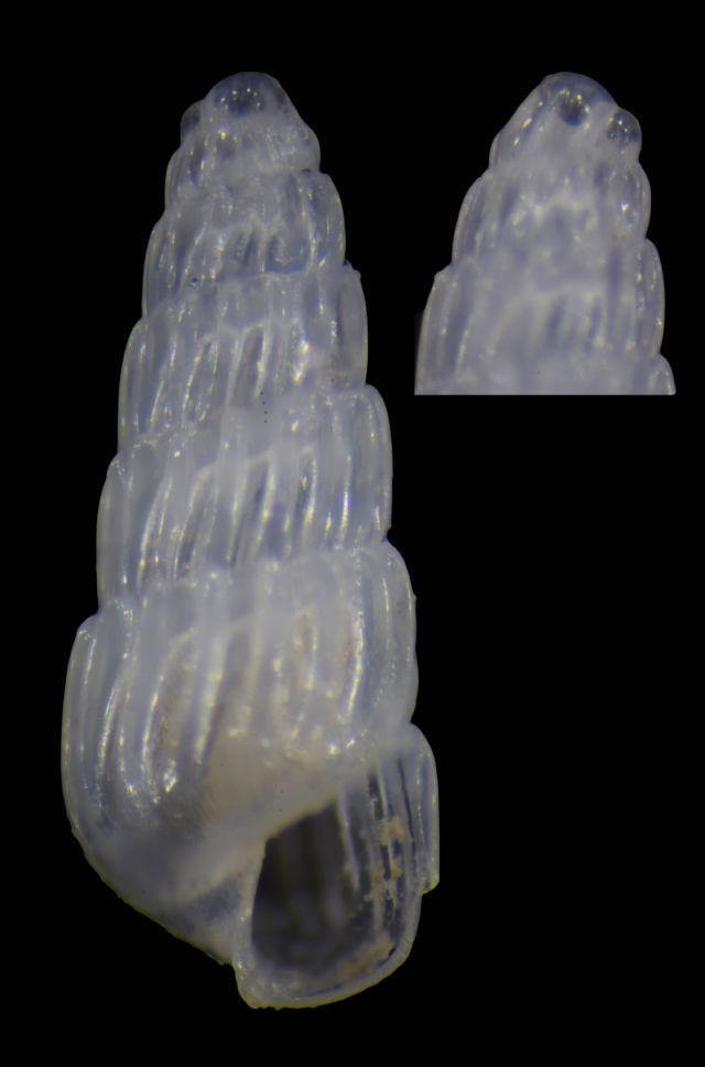 Turbonilla gradata2?